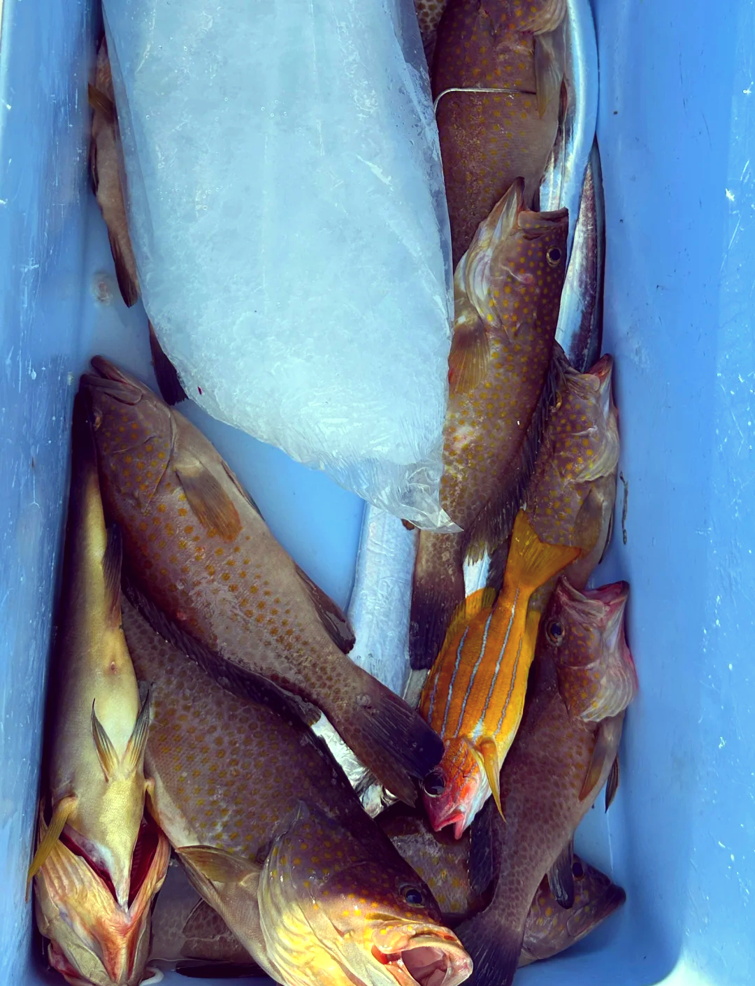 小潮浑水海钓(海钓滩钓潮水)