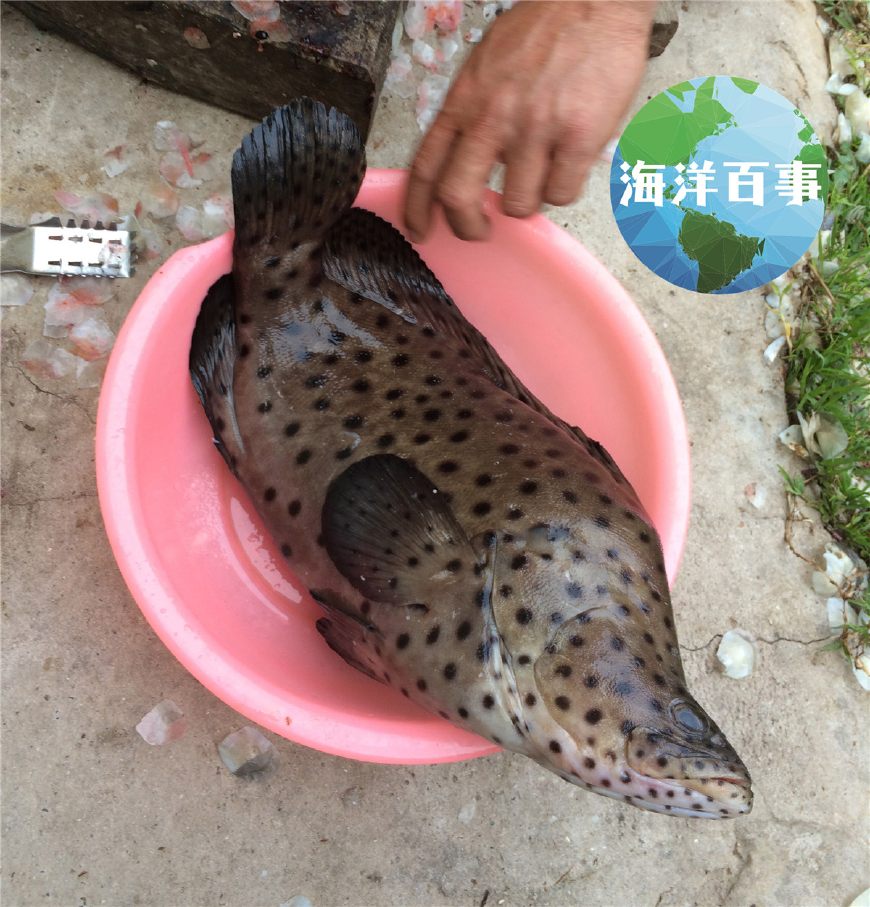 海钓鳗鲶(海钓路亚为什么被禁止钓鱼)