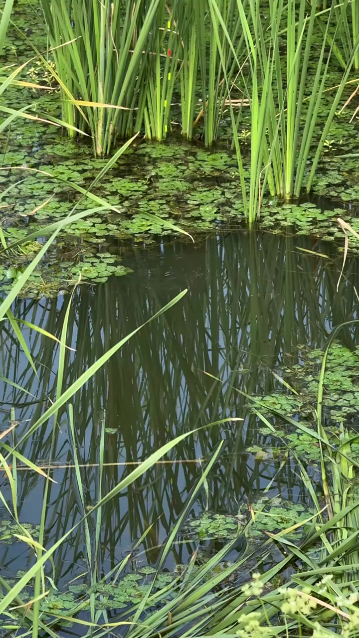 夏天钓草洞的技巧(钓草洞的忌讳)