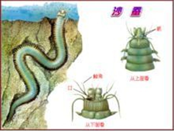 海钓沉底钓钓饵配制(海钓沉底钓用什么饵料)