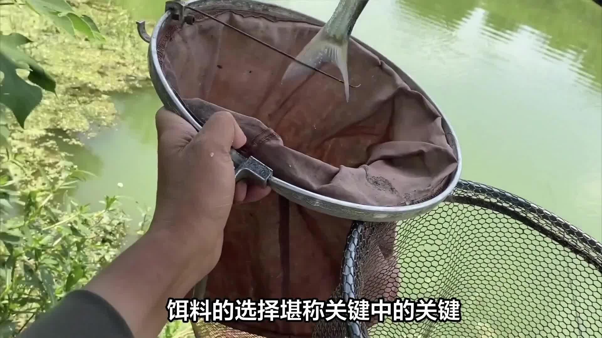 翘嘴特效饵料(翘嘴特效饵料推荐)