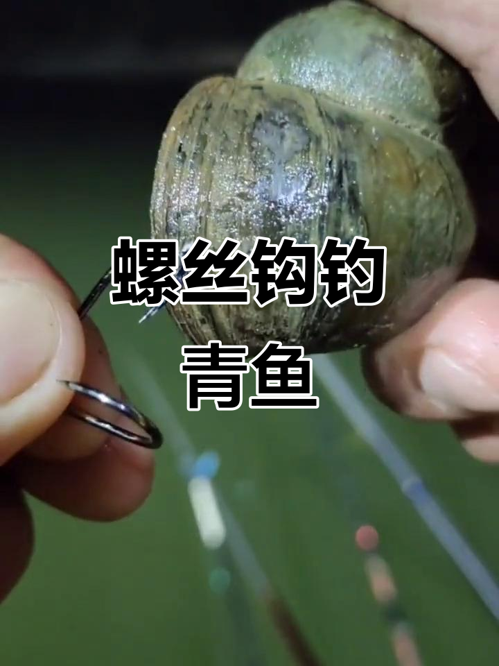 钓青鱼挂钩技巧(钓青鱼怎么绑线组)