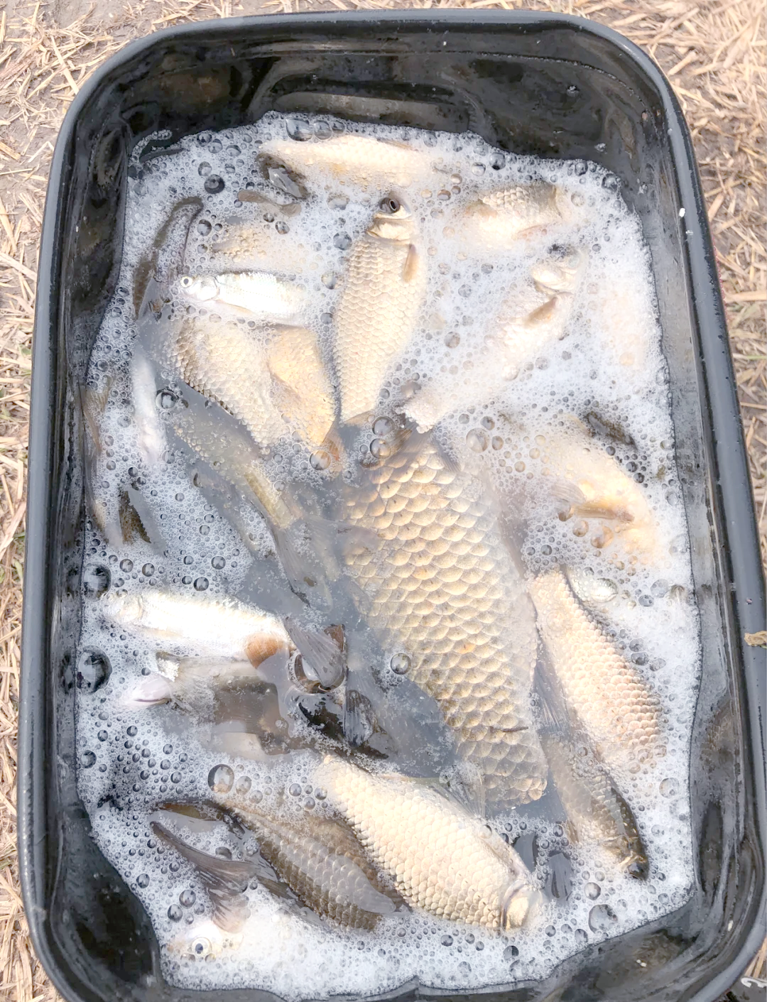 早秋钓鲫鱼饵料(早秋钓鲫鱼饵料配方)