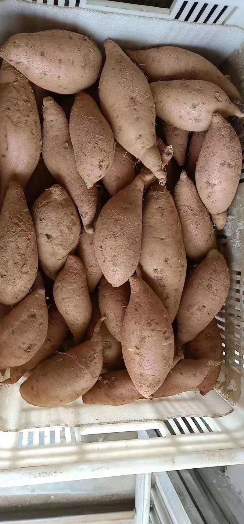 红薯蜂密饵料(红薯加饵料怎么开)