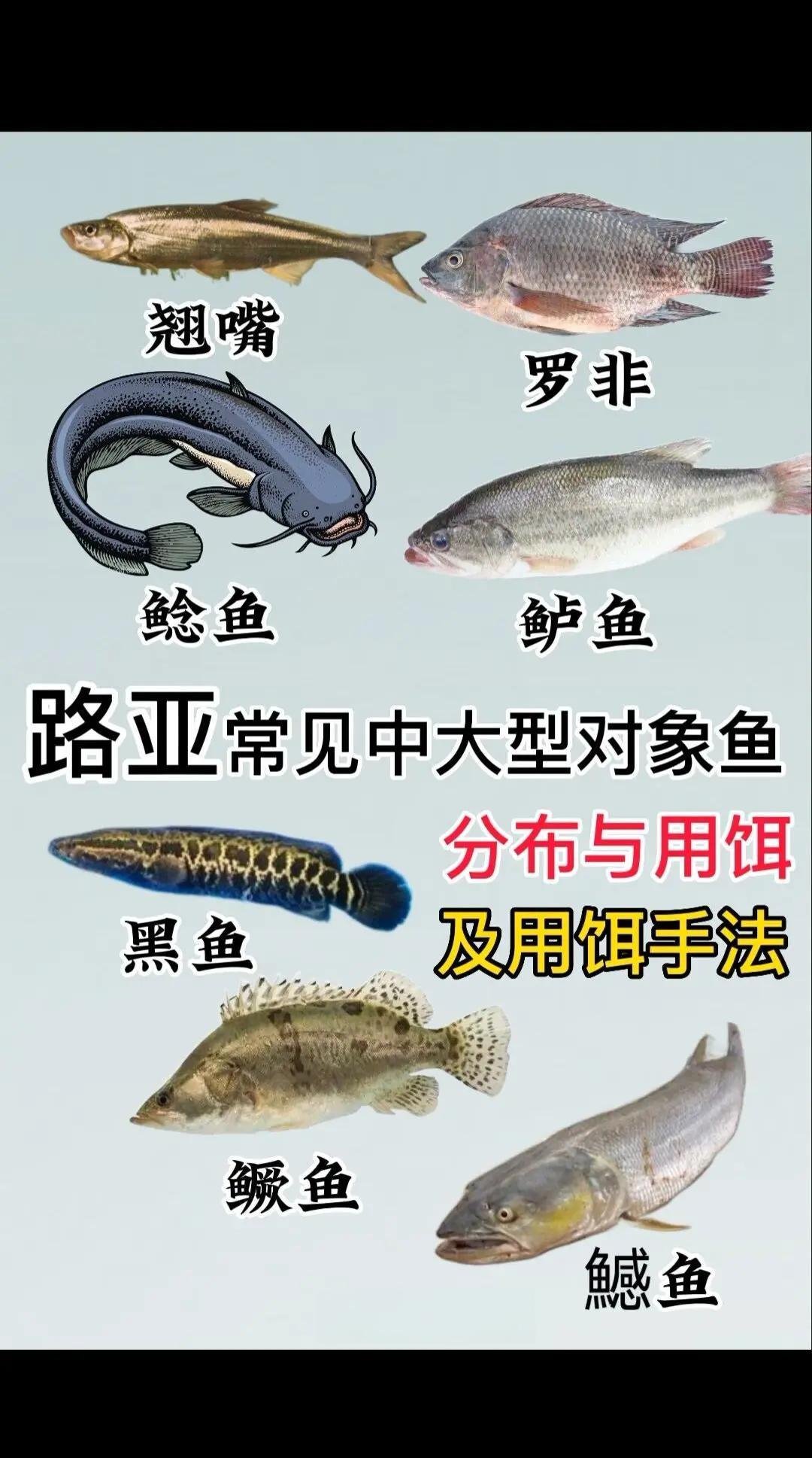 用饵料钓鱼的技巧(用饵料钓鱼的技巧视频)