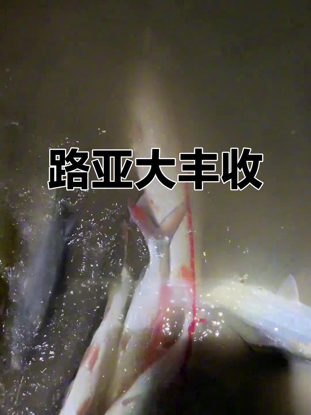 阆中路亚(阆中 钓鱼)