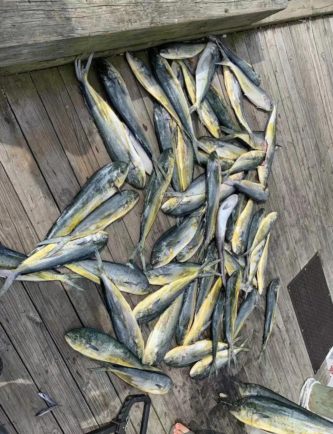 冬季海钓鳕鱼(冬天钓淡水鳕鱼的最佳饵料)