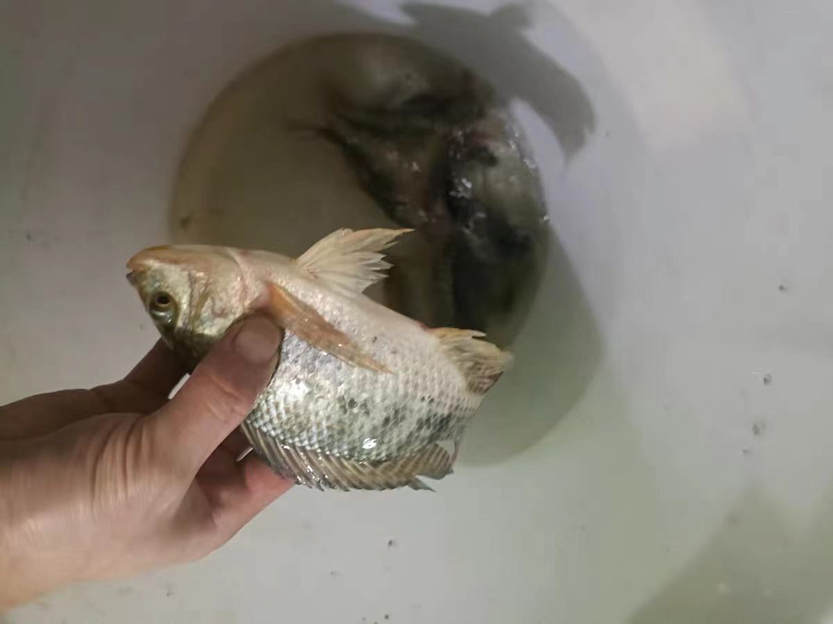 黄颡鱼用什么路亚饵钓(黄颡鱼是路亚对象鱼吗)