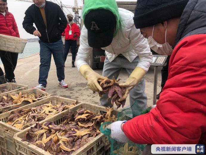 青岛海星渔具(海星多少钱一个)