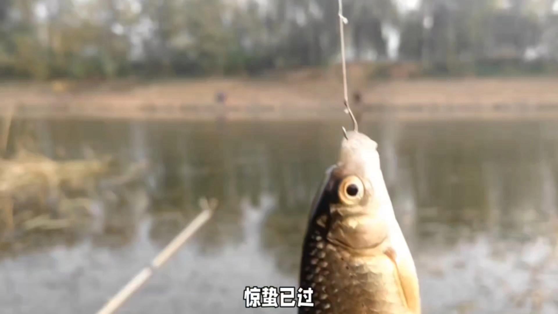 惊蛰当天钓鱼技巧(惊蛰前后如何钓鲫鱼)