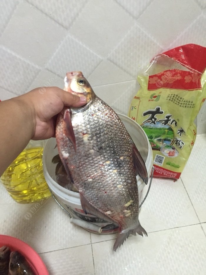 天元饵料钓青鱼(天元饵料钓青鱼效果好吗)