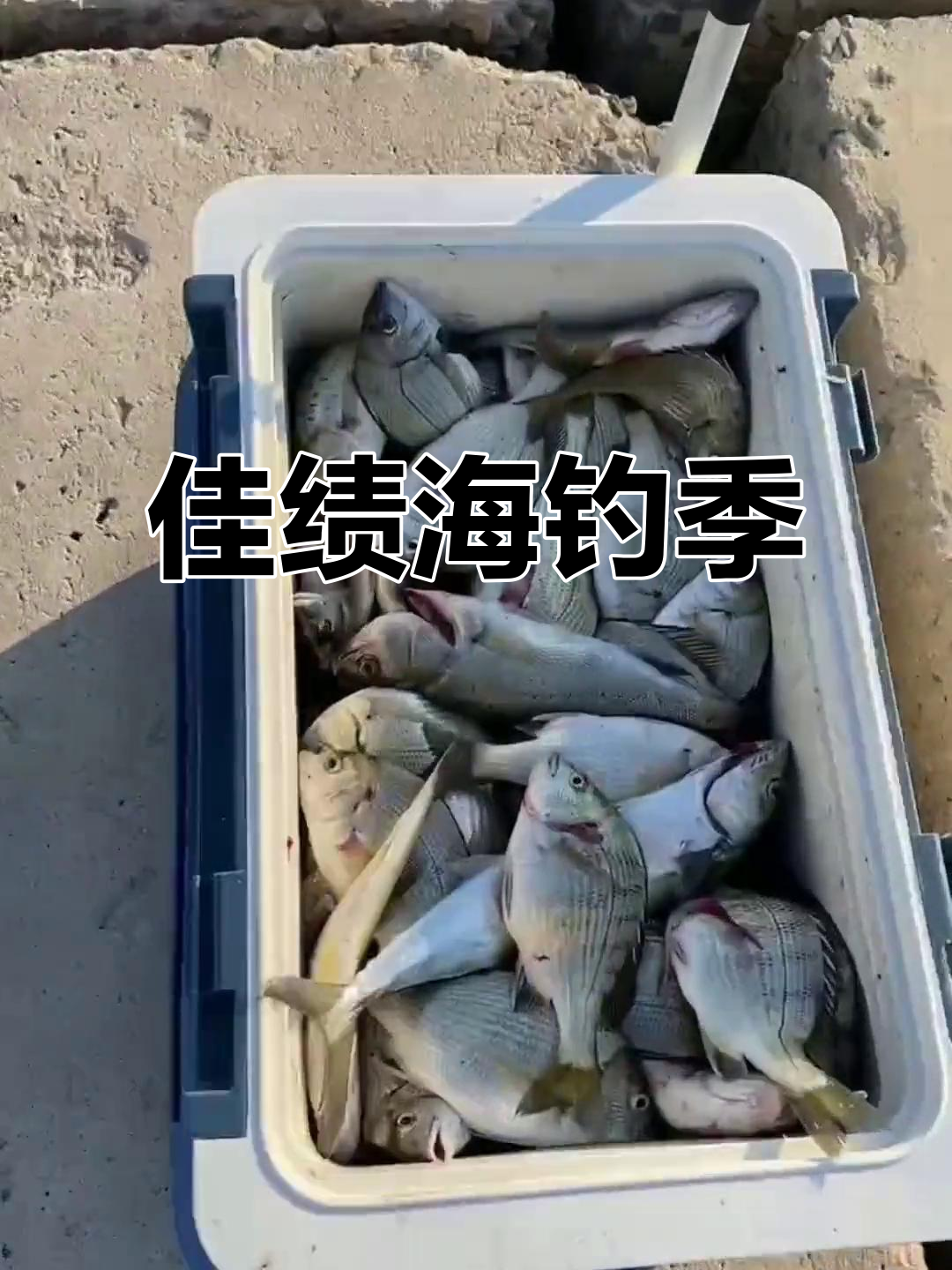 曹妃甸钻井平台海钓(曹妃甸海钓吧 百度贴吧)