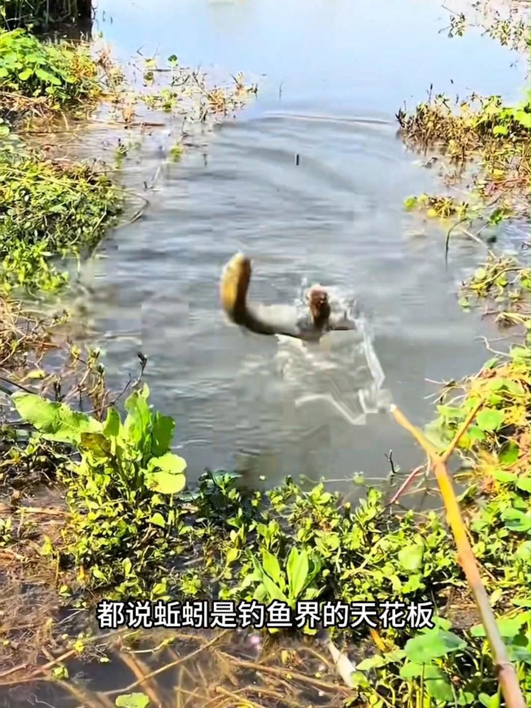 钓鱼钓肥水塘技巧(肥水塘钓鱼适合钓底还是钓浮)