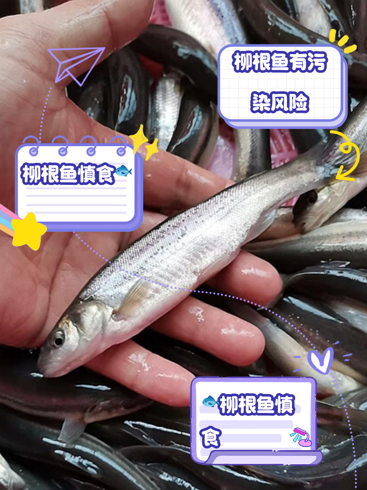 路亚柳根子鱼(柳根鱼的危害有多可怕)