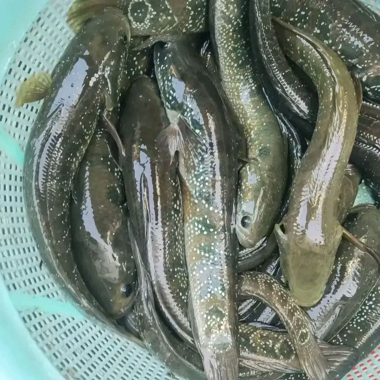 路亚胡子鲇(路亚胡子鲢)