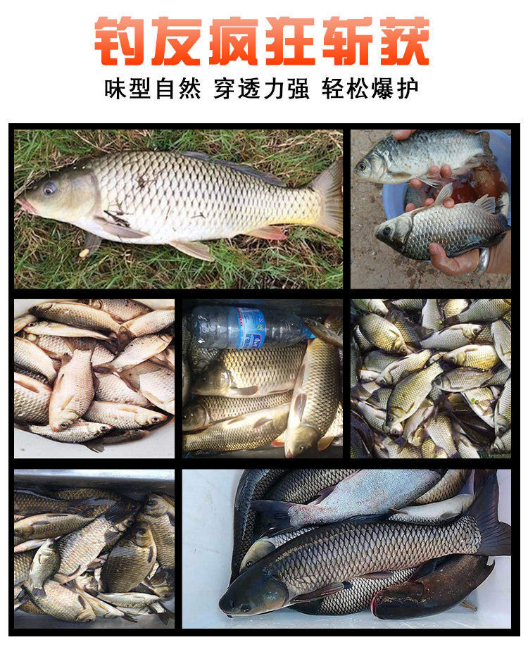海钓酒糟打窝钓什么鱼(酒糟打窝钓什么鱼效果怎么样)