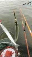 海钓马步鱼视频(一天中钓马口最佳时间)