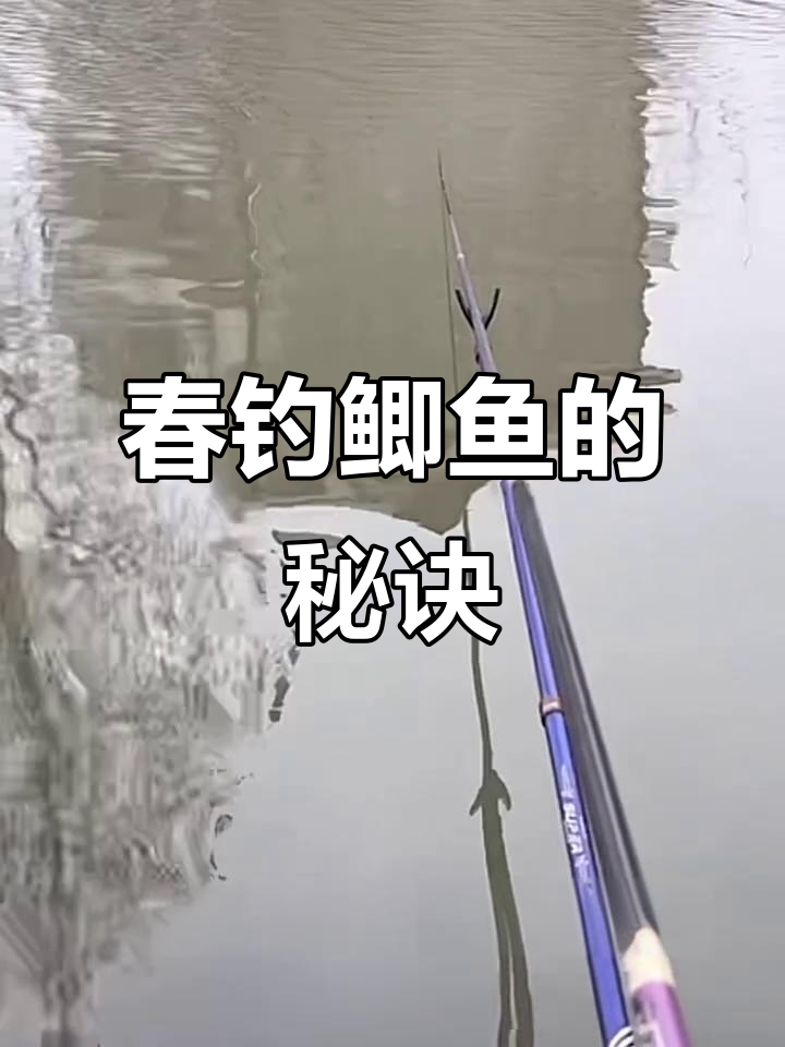 春天钓大鲫鱼技巧(春天钓大鲫鱼技巧图解)