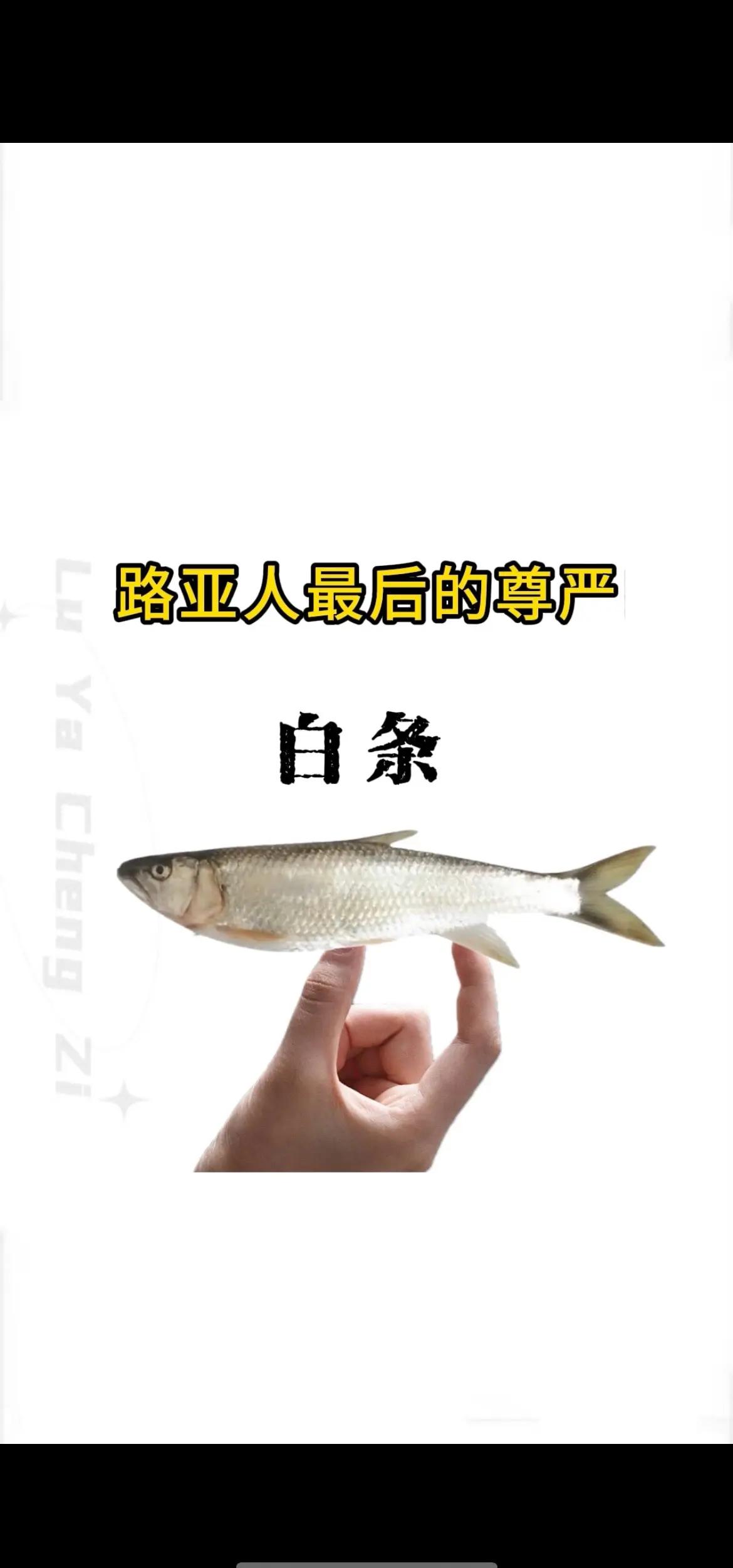 路亚如何钓白条鱼(路亚钓白条鱼用越细的线绑钩好还是粗线好)