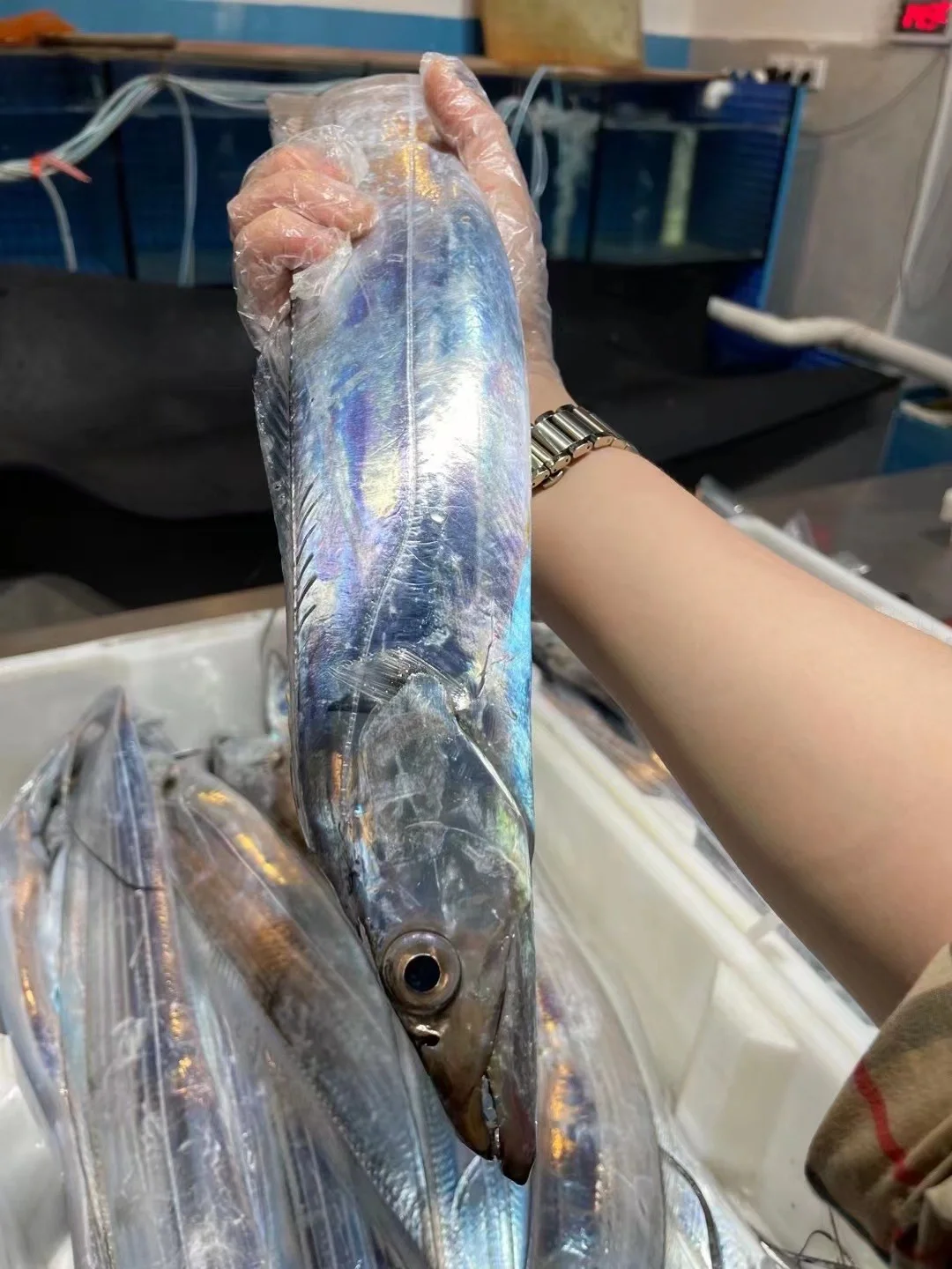 宁波海钓带鱼(宁波海钓带鱼的地方)