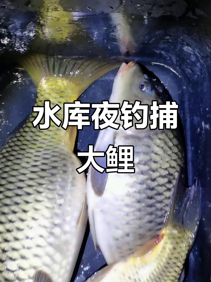 春季夜钓鲤鱼技巧(春季夜钓鲤鱼技巧视频)