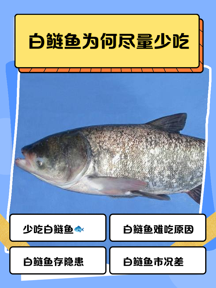 鲢白链技巧(钓白鲢鱼钩线怎么拴)
