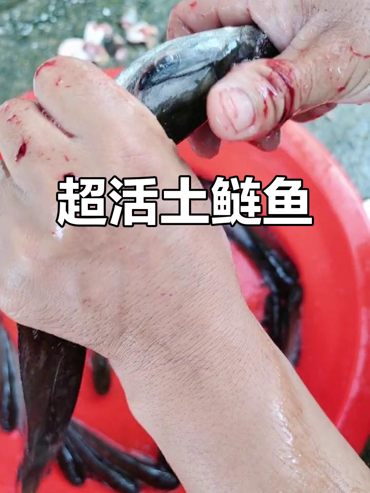 鲢白链技巧(钓白鲢鱼钩线怎么拴)