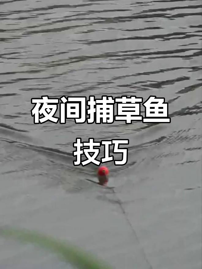 夏天夜钓草鱼的技巧(初夏夜钓草鱼技巧)