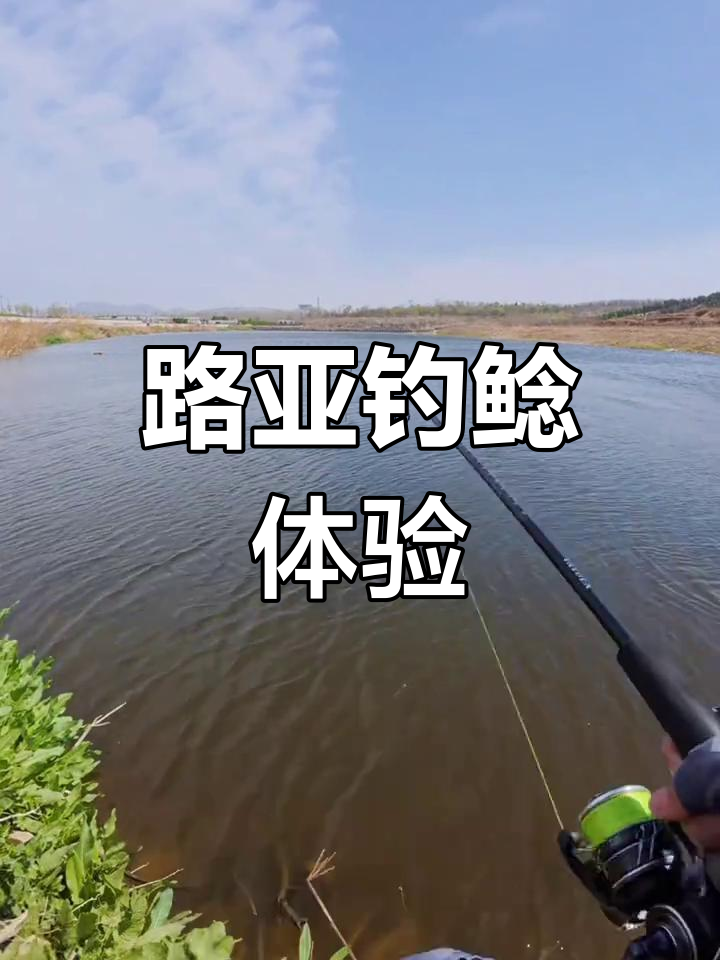 路亚能钓到鲶鱼吗(路亚可以钓鲶鱼么)