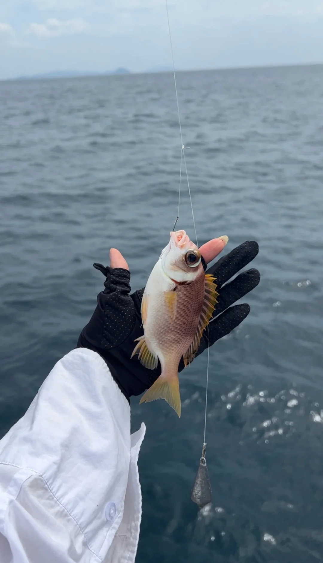 海钓鱼养殖(海钓鱼能赚钱吗)