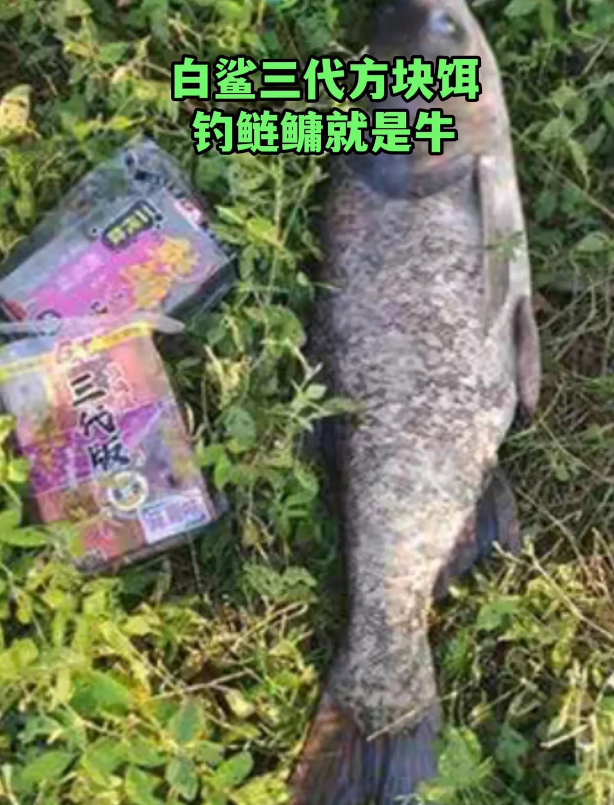 钓白鲢怎么配饵料(钓白鲢怎么配饵料好)