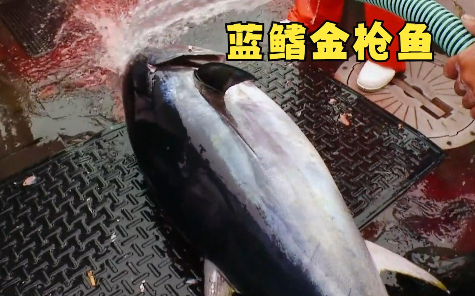 海钓大型金枪鱼(海钓大型金枪鱼装备推荐)