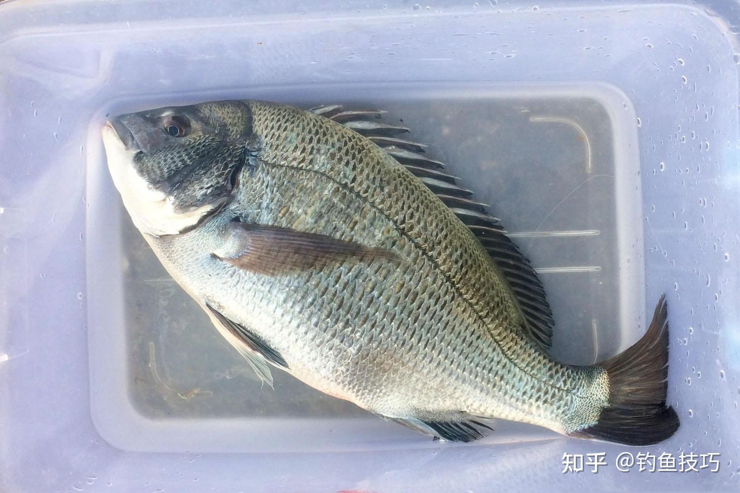 近海钓黑鲷(近海钓黑鲷用什么探鱼器好)