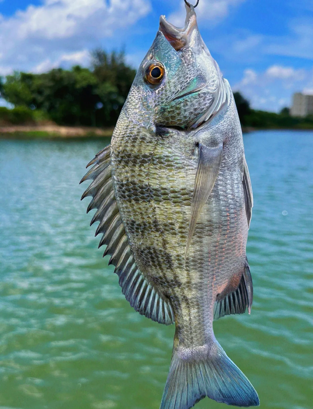 坦洲海钓的地方(珠海免费海钓最佳地方)