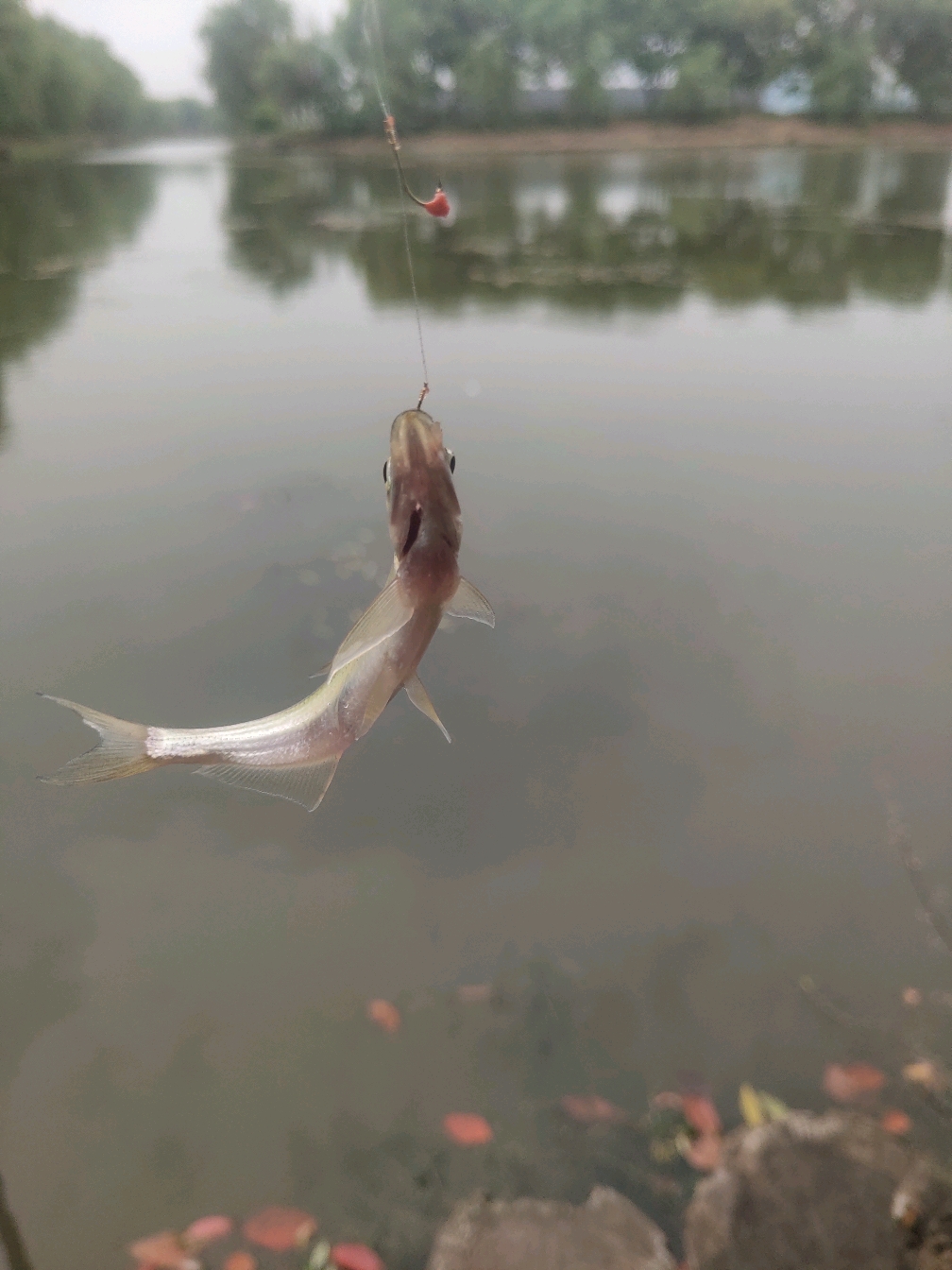 白条海钓(海里的白条怎么钓)