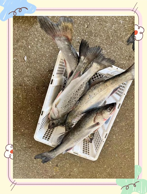 钓海鲈鱼的技巧(钓海鲈鱼的技巧和方法)