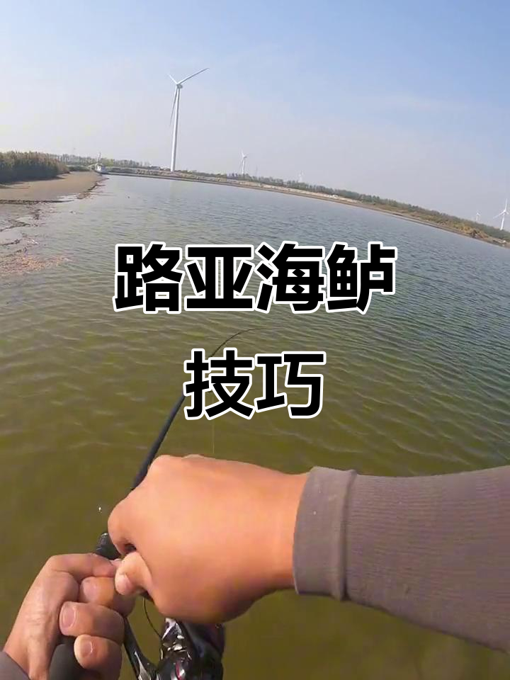 路亚米诺海鲈技巧(路亚米诺钓什么鱼最佳)