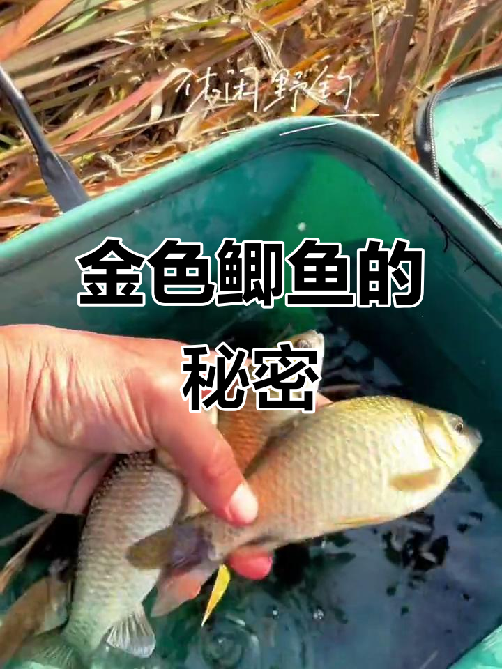 草洞钓鲫鱼用钩技巧(冬季草洞钓鲫鱼,这种小沟别错过,里面可能藏着一群鱼)
