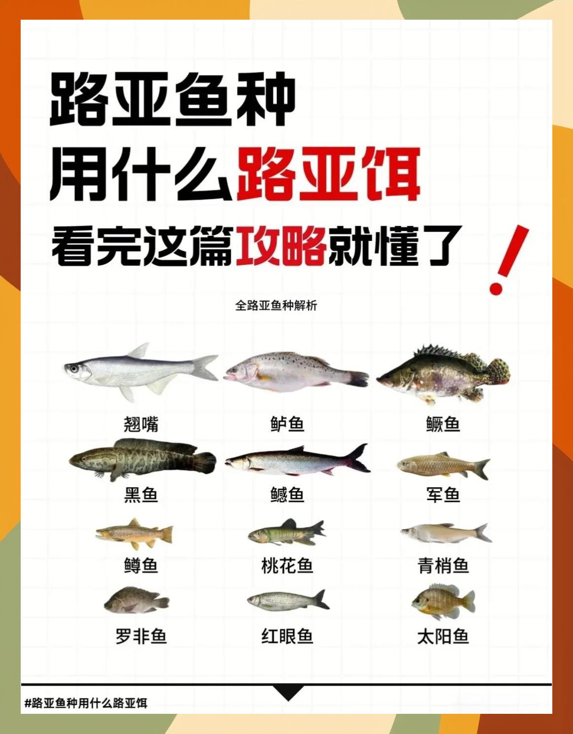 饵料的选择(饵料如何选择)