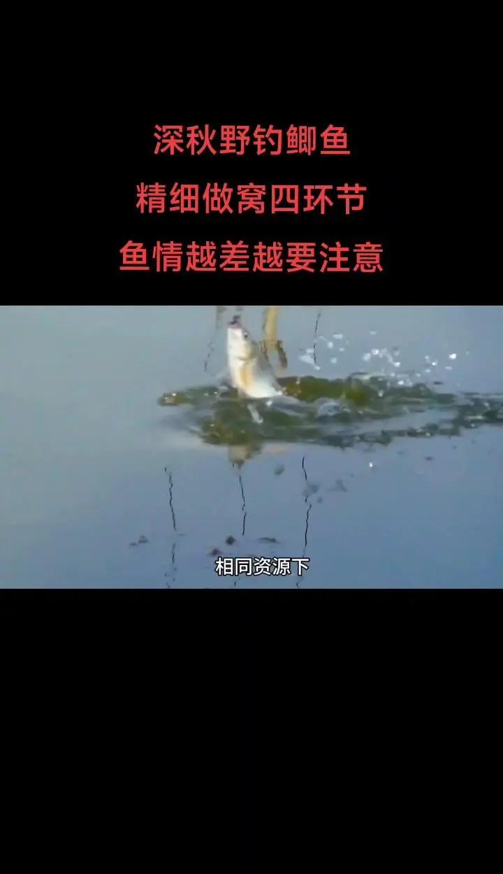 钓鲫鱼技巧口诀之喂窝子(鲫鱼野钓窝料饵料)