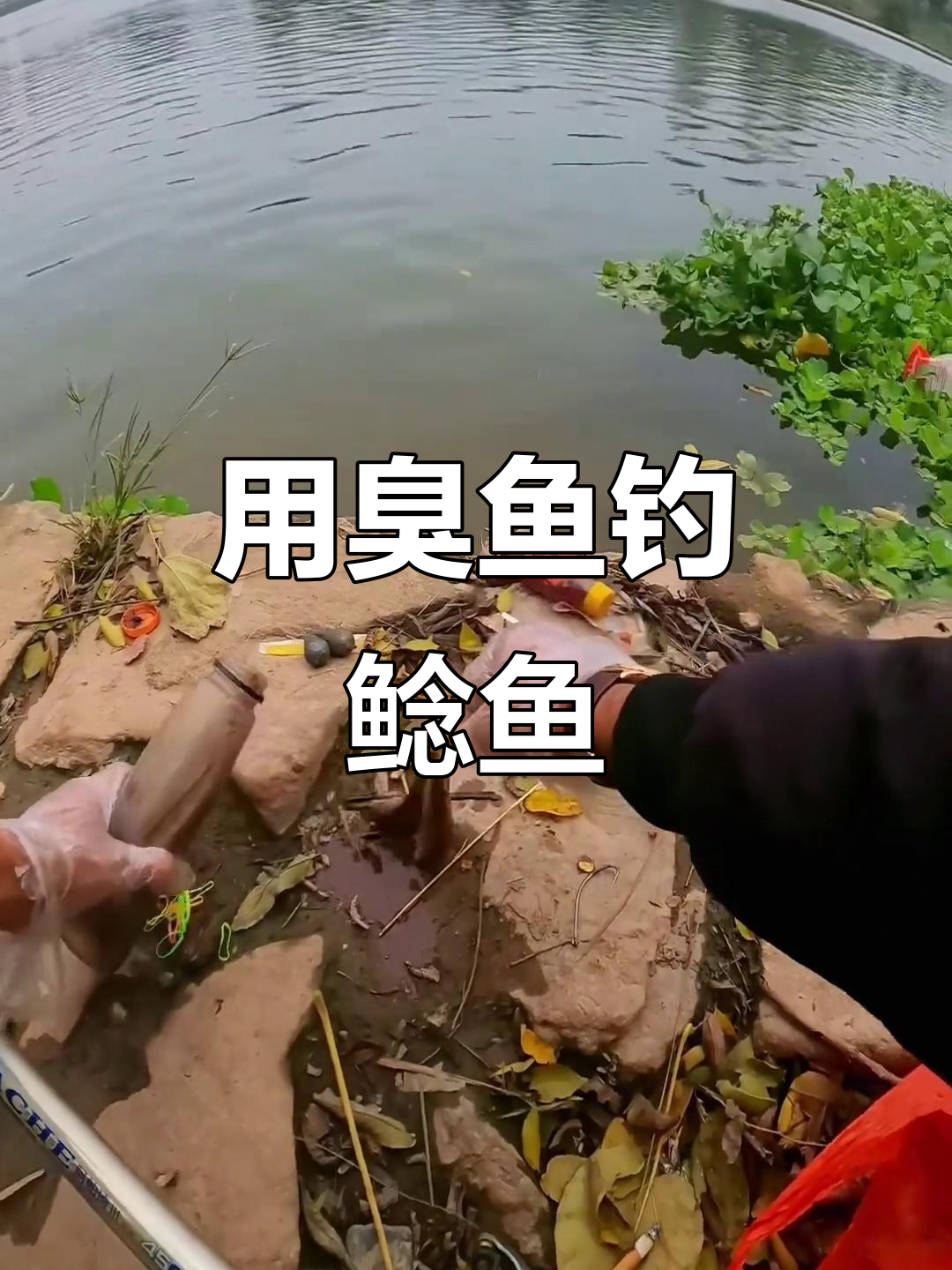 秋季白天钓鲶鱼技巧(秋季白天钓鲶鱼技巧和方法)