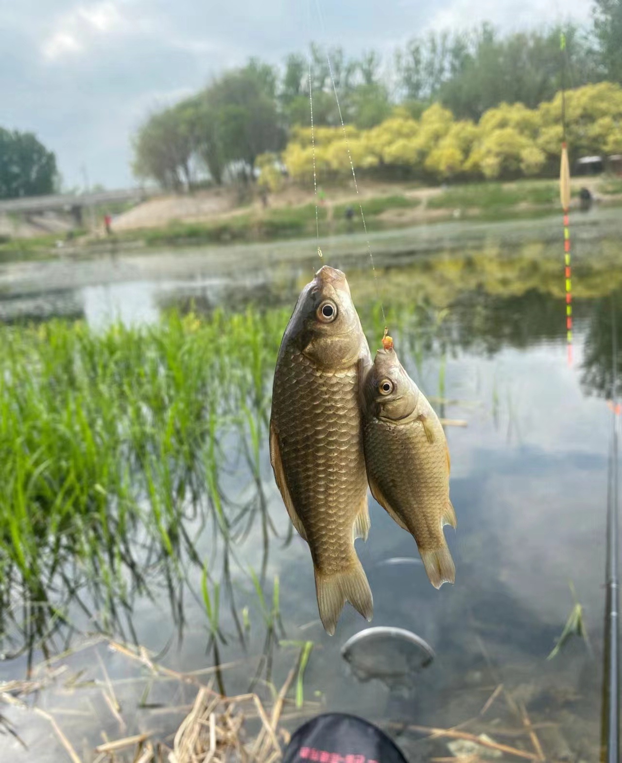 夏季野钓麻将鲫技巧(钩钓 麻将)