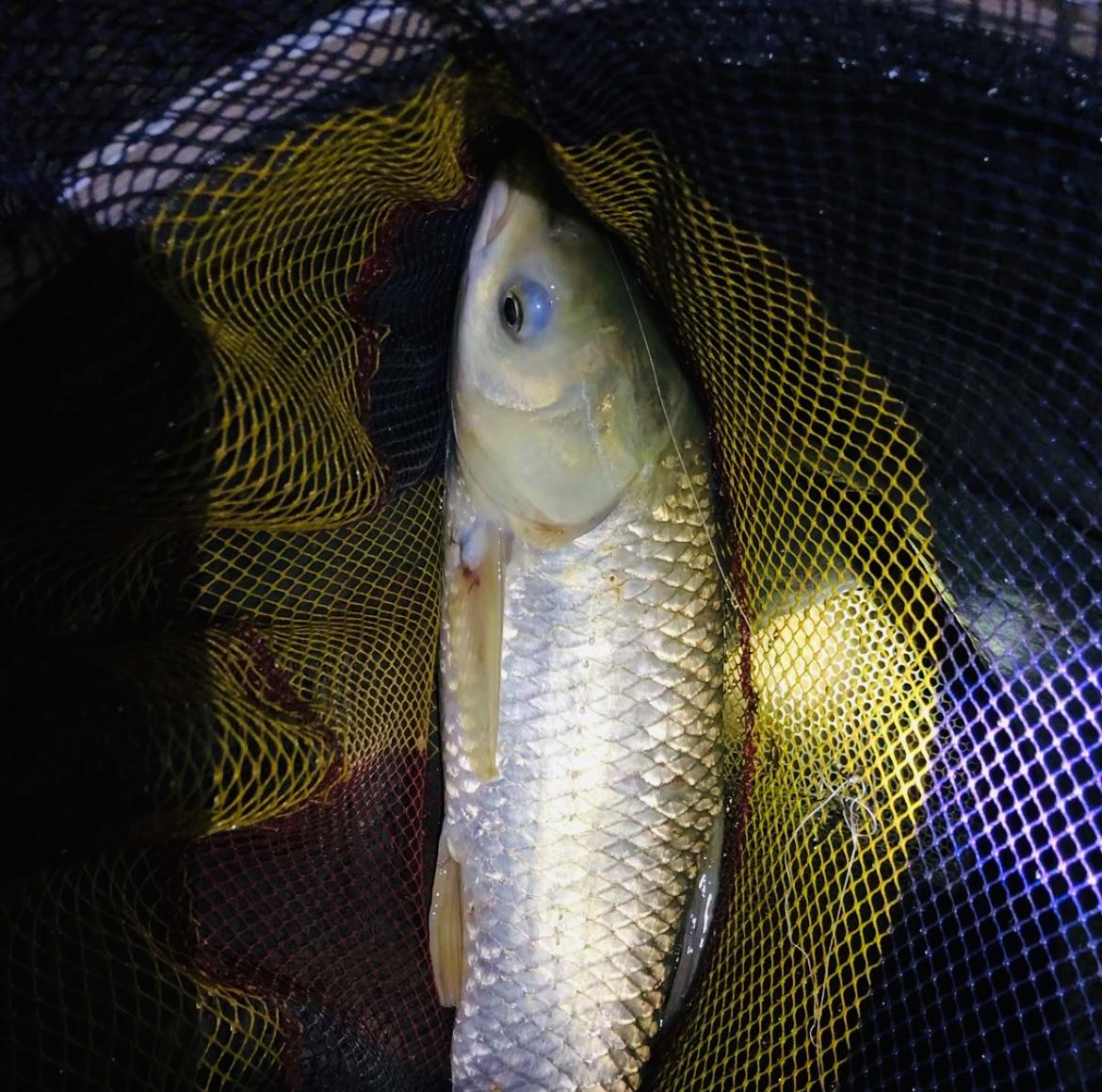 手杆夏季夜钓草鱼技巧(夏季夜钓草鱼钓近还是钓远)