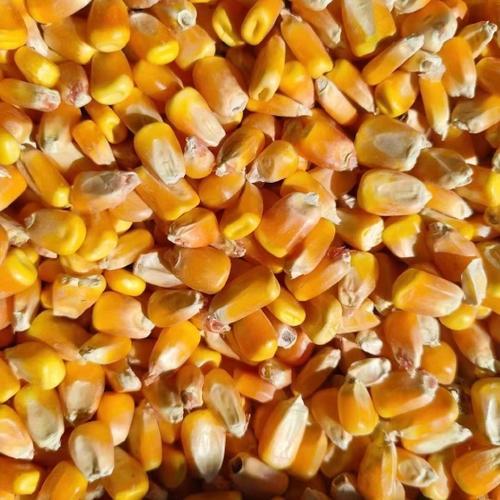 自制玉米草鱼饵料(玉米制作草鱼饵的方法)