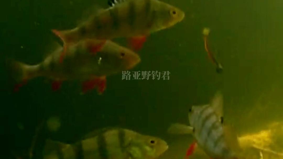 路亚软虫水库(路亚软虫用什么样的杆子好)