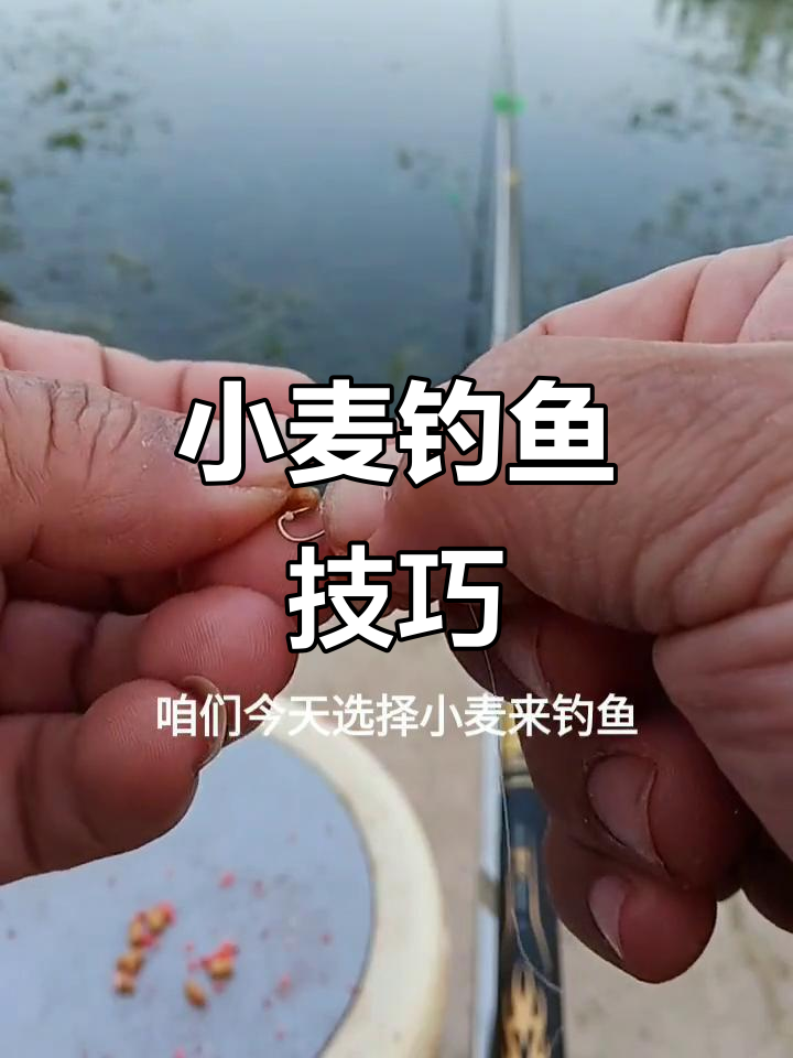 钓小鱼技巧(钓小鱼怎么钓?)