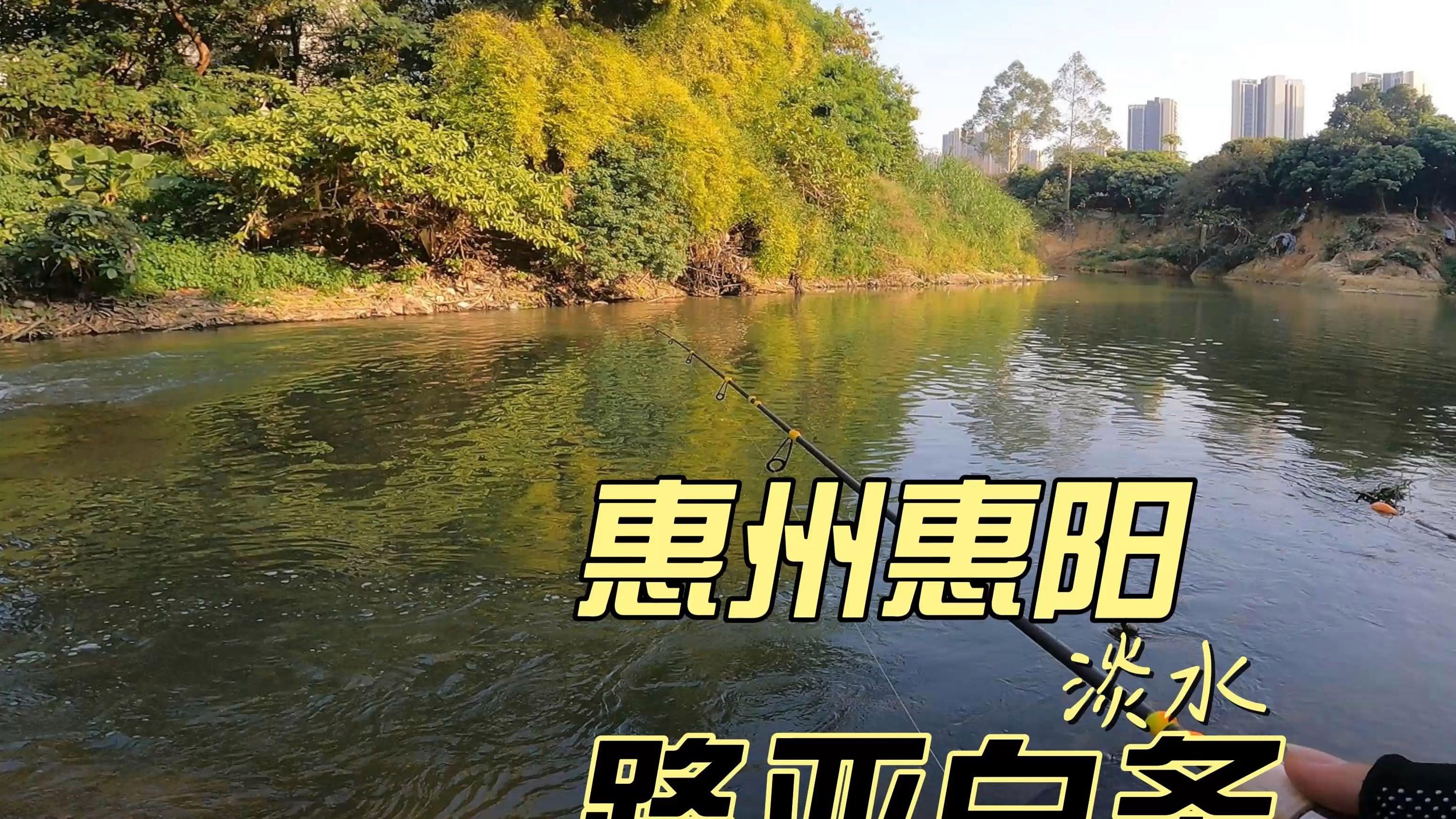 路亚快速钓白条(路亚快速钓白条怎么样)