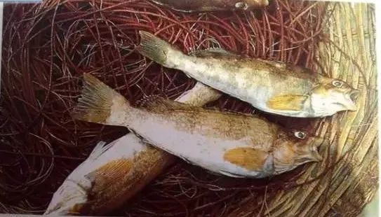 海钓打底怎么不挂(筏钓打窝正确方法)