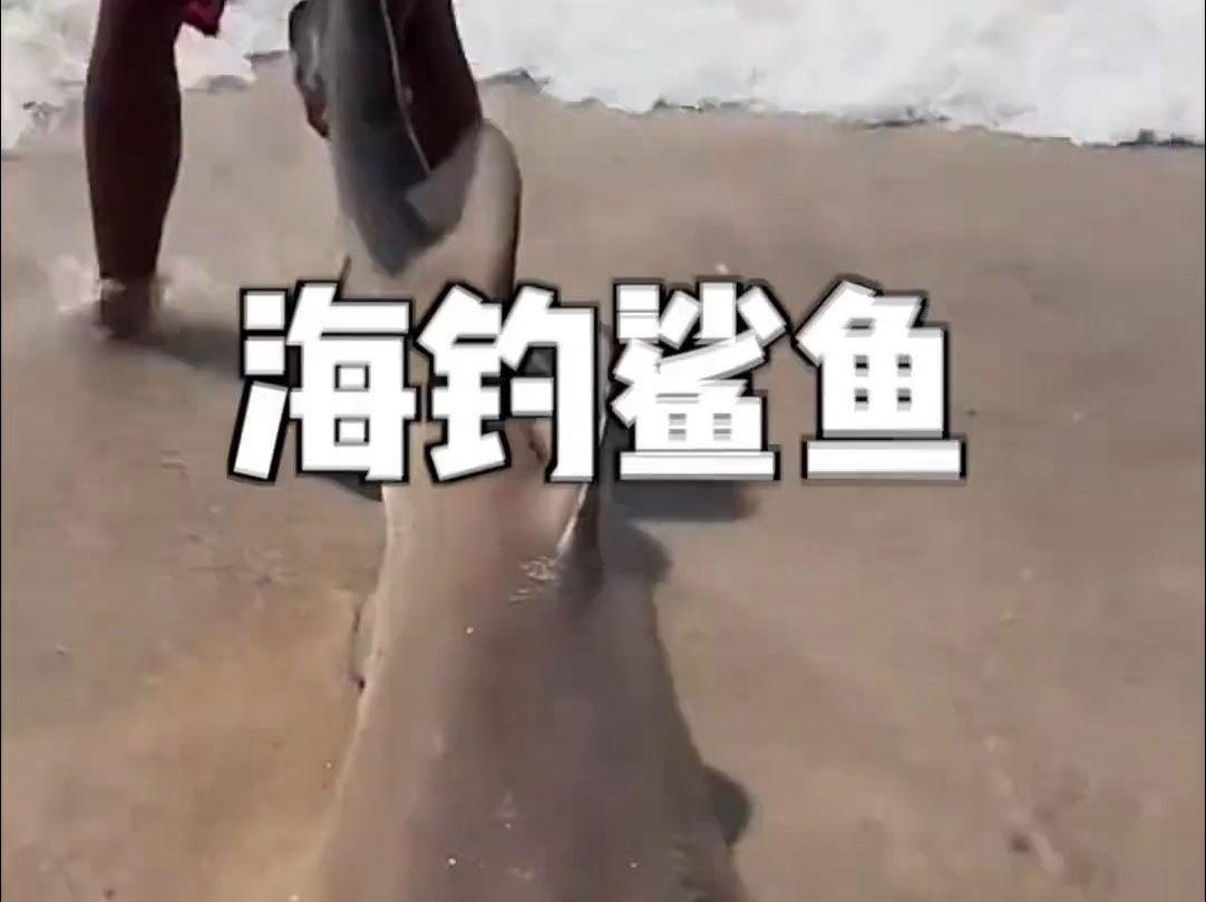 海钓鲨鱼视频(海钓鲨鱼视频大全)