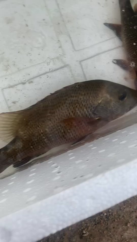 澄海钓鱼(澄海钓鱼最佳地点)